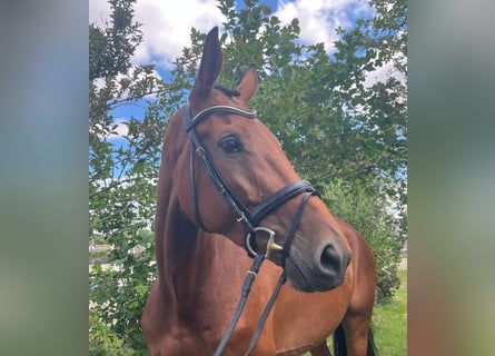 Cavallo da sella tedesco, Giumenta, 6 Anni, 168 cm, Baio