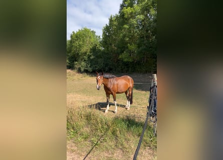 Cavallo da sella tedesco Mix, Giumenta, 7 Anni, 150 cm, Baio