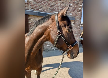 Cavallo da sella tedesco, Giumenta, 7 Anni, 153 cm, Baio