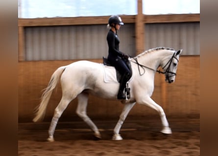 Cavallo da sella tedesco, Giumenta, 7 Anni, 168 cm, Pezzato