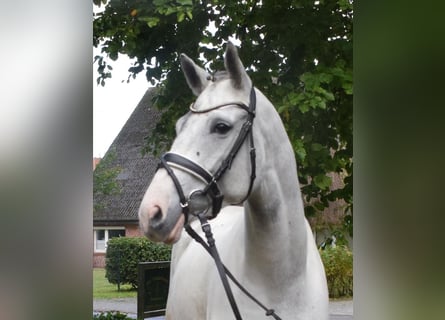 Cavallo da sella tedesco, Giumenta, 7 Anni, 168 cm, Pezzato