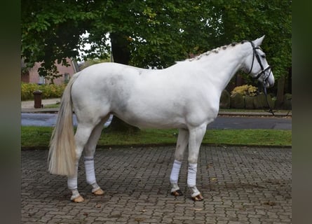 Cavallo da sella tedesco, Giumenta, 7 Anni, 169 cm, Pezzato