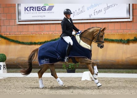 Cavallo da sella tedesco, Giumenta, 7 Anni, 171 cm, Sauro