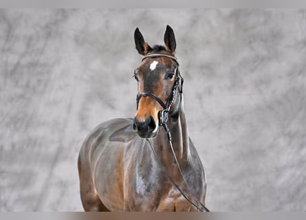 Cavallo da sella tedesco, Giumenta, 8 Anni, 164 cm, Baio
