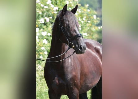 Cavallo da sella tedesco, Giumenta, 8 Anni, 165 cm, Baio nero