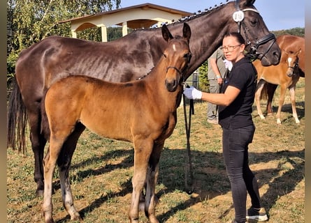 Cavallo da sella tedesco, Giumenta, Puledri (04/2026), 170 cm, Baio nero