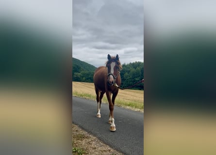 Cavallo da sella tedesco, Stallone, 1 Anno, Sauro