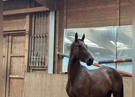 Cavallo da sella tedesco, Stallone, 2 Anni, Baio
