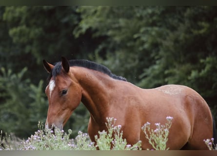 Cavallo da sella tedesco, Stallone, 2 Anni, Baio