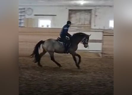 Cavallo da sella tedesco, Stallone, 3 Anni, 166 cm, Pelle di daino