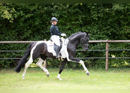 Cavallo da sella tedesco, Stallone, 10 Anni, 172 cm, Pezzato