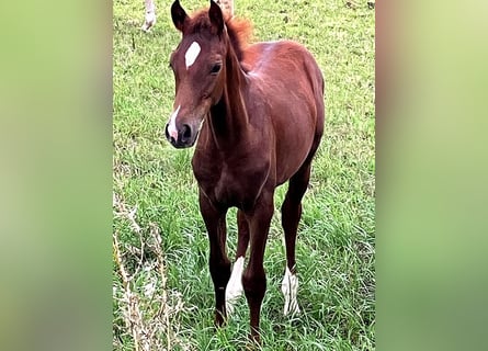 Cavallo da sella tedesco, Stallone, Puledri (04/2025), 169 cm, Sauro scuro