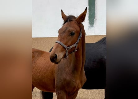 Cavallo da sella tedesco, Stallone, Puledri (05/2025), Baio