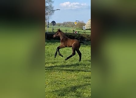 Cavallo da sella tedesco, Stallone, , Baio