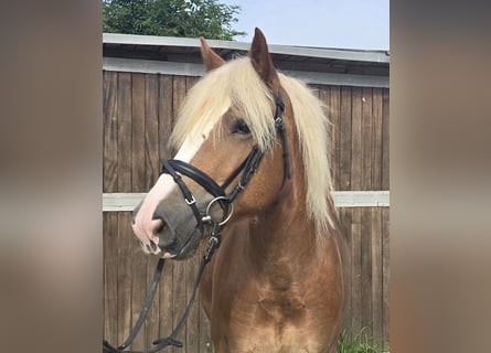 Cavallo della foresta nera, Castrone, 4 Anni, 148 cm, Sauro