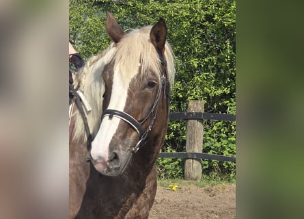 Cavallo della foresta nera, Giumenta, 11 Anni, 158 cm, Sauro scuro