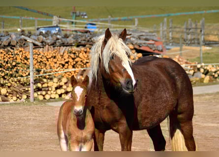 Cavallo della foresta nera, Giumenta, 4 Anni, 149 cm, Sauro scuro