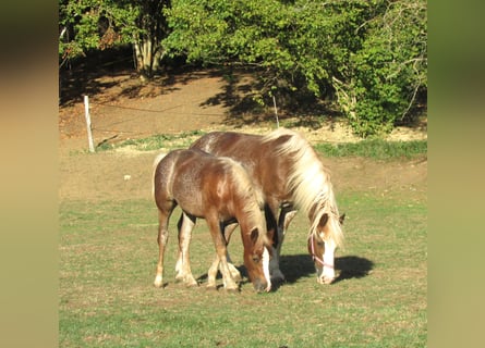 Cavallo della foresta nera, Stallone, Puledri (04/2026), 155 cm, Sauro