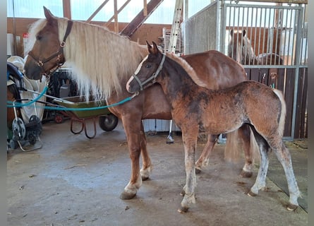 Cavallo della foresta nera, Stallone, Puledri (01/2026)