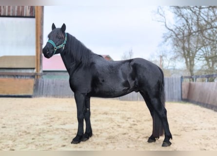 Cavallo di Merens, Stallone, 4 Anni, 152 cm
