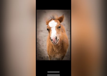 Cavallo in miniatura americano Mix, Giumenta, Puledri
 (04/2023), 85 cm, Baio