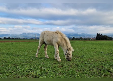 Cavallo in miniatura americano, Stallone, 1 Anno, 81 cm, Palomino