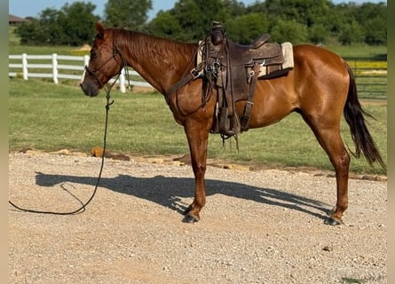 Cavallo Morgan, Castrone, 12 Anni, 157 cm, Sauro ciliegia