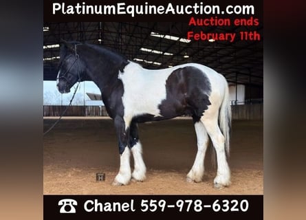Cavallo Morgan, Castrone, 5 Anni, 145 cm, Tobiano-tutti i colori