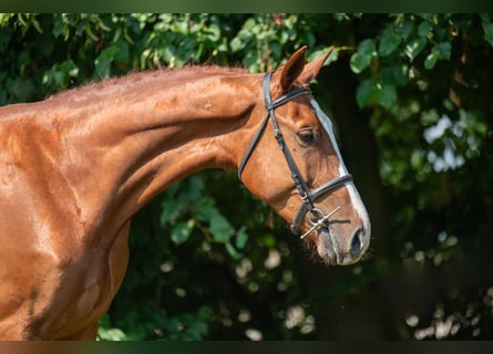 Cavallo sportivo belga, Castrone, 3 Anni, 173 cm, Sauro