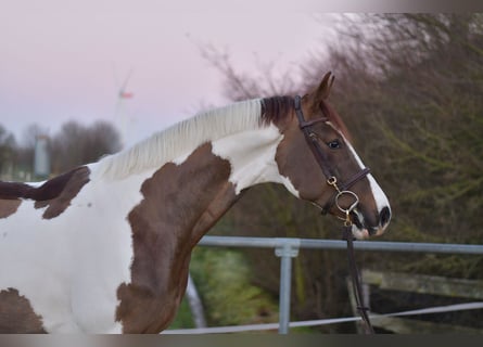 Cavallo sportivo belga, Castrone, 4 Anni, 165 cm, Pezzato