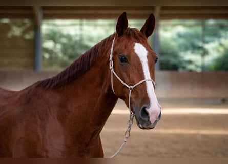 Cavallo sportivo belga, Castrone, 5 Anni, 178 cm, Sauro