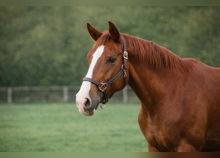 Cavallo sportivo belga, Castrone, 5 Anni, 178 cm, Sauro
