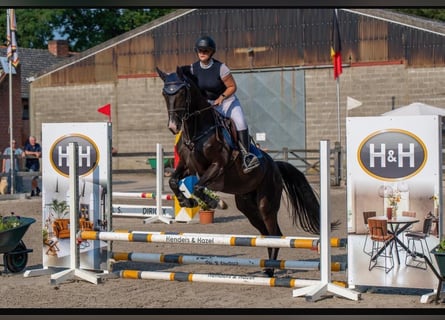 Cavallo sportivo belga, Castrone, 6 Anni, 165 cm, Morello