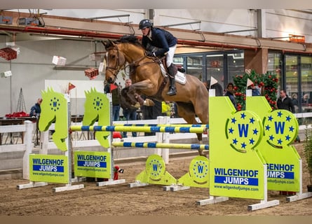 Cavallo sportivo belga, Castrone, 6 Anni, 173 cm, Baio chiaro