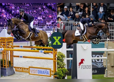 Cavallo sportivo belga, Sconosciuto, Embrione