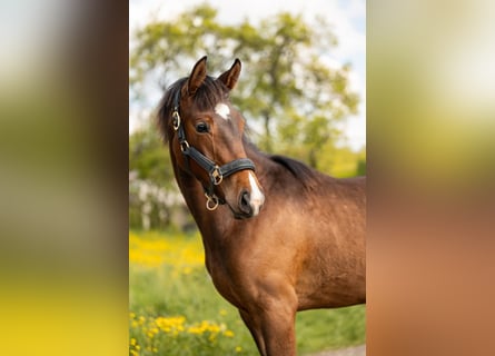 Cavallo sportivo belga, Giumenta, 1 Anno, 160 cm, Baio scuro