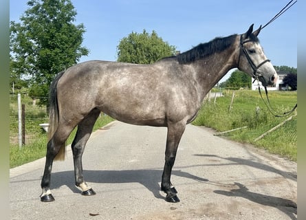 Cavallo sportivo belga, Giumenta, 4 Anni, 162 cm, Grigio