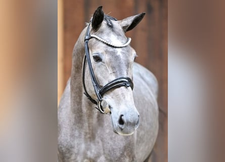 Cavallo sportivo belga, Giumenta, 5 Anni, 162 cm, Grigio