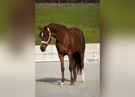 Cavallo sportivo belga, Giumenta, 5 Anni, 164 cm, Sauro scuro