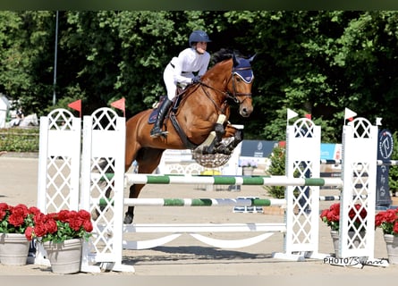 Cavallo sportivo belga, Giumenta, 6 Anni, 171 cm, Baio