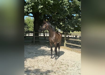 Cavallo sportivo belga, Stallone, 1 Anno, Baio scuro