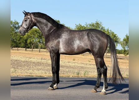 Cavallo sportivo belga, Stallone, 3 Anni, 167 cm, Falbo