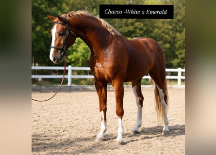 Cavallo sportivo belga, Stallone, 4 Anni, 172 cm, Sauro