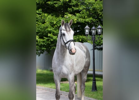 Cavallo sportivo belga, Stallone, 6 Anni, 167 cm, Grigio