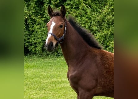 Cavallo sportivo belga, Stallone, Puledri (03/2026)