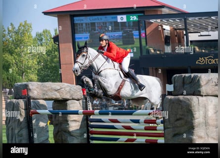 Cavallo sportivo belga, Stallone, Puledri (03/2026)