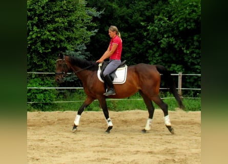 Cavallo sportivo irlandese, Castrone, 10 Anni, 158 cm, Baio scuro