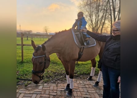 Cavallo sportivo irlandese, Castrone, 10 Anni, 164 cm, Baio