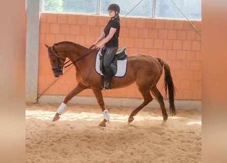 Cavallo sportivo irlandese, Castrone, 10 Anni, 164 cm, Sauro scuro