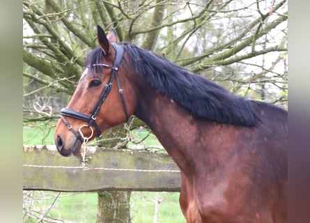 Cavallo sportivo irlandese Mix, Castrone, 10 Anni, 165 cm, Baio